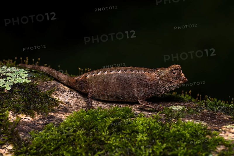 Earth chameleon species (Brookesia antakarana)