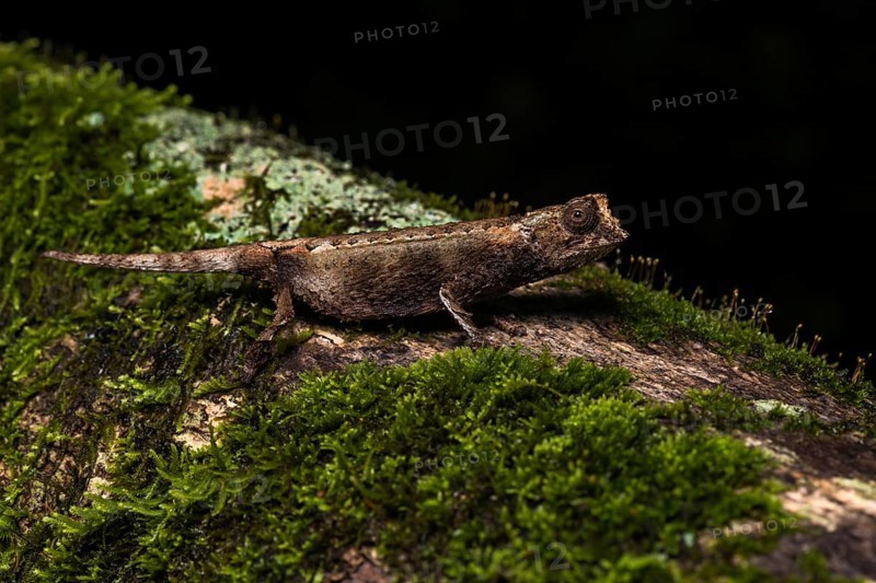 Earth chameleon species (Brookesia antakarana)