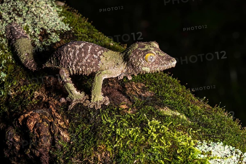 Mossy leaf-tailed gecko (Uroplatus sikorae)