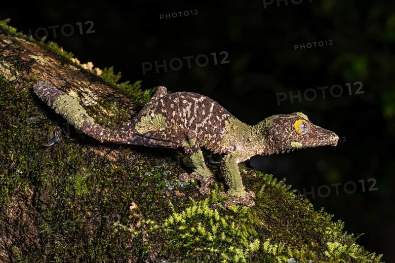 Mossy leaf-tailed gecko (Uroplatus sikorae)