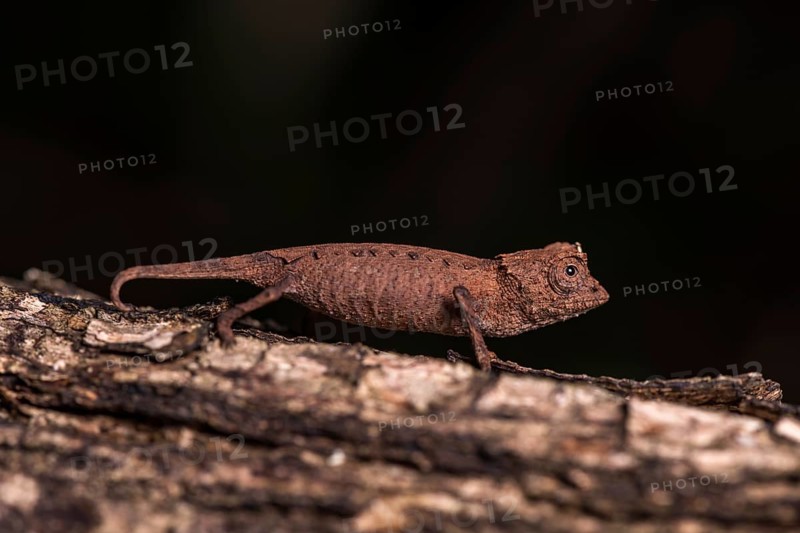Leaf chameleon species (Brookesia stumpffi)