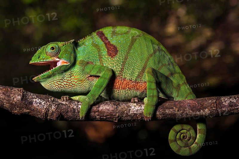 Glam-rock chamaleon (Furcifer timoni) female on branch