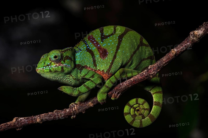 Glam-rock chamaleon (Furcifer timoni) female on branch