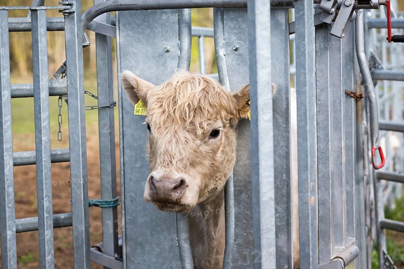 Galloway cattle (Bos primigenius taurus) with blond pigmentation