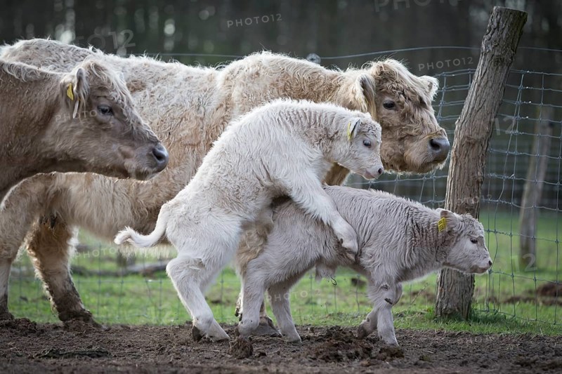 Galloway cattle (Bos primigenius taurus)