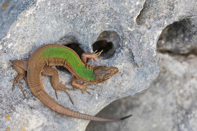 Dalmatian wall lizard (Podarcis melisellensis)