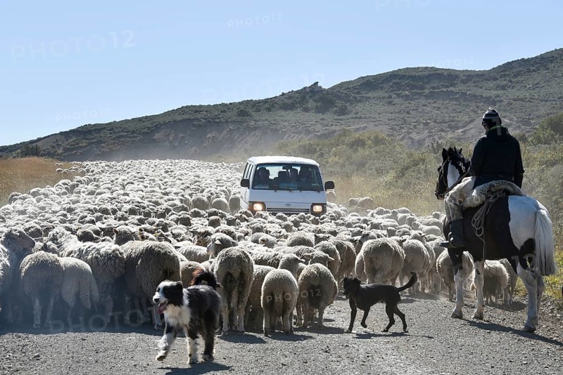 Minibus surrounded by a huge flock of sheep