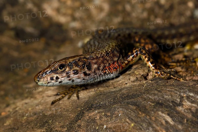 Blue-throated keeled lizard (Algyroides nigropunctatus)