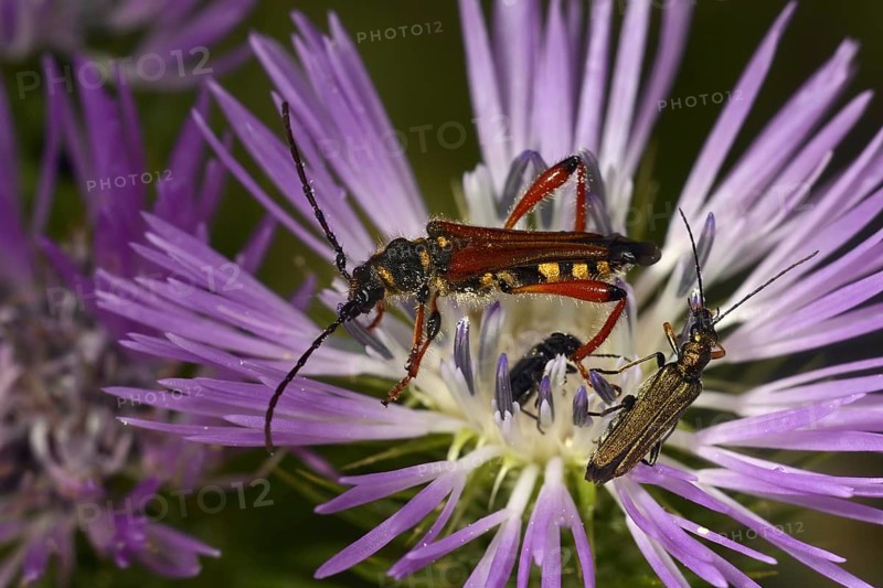 Longhorn Beetle (Stenopterus rufus)