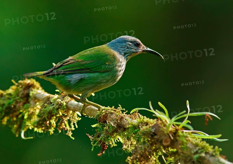 Yellow-footed honey sucker (Cyanerpes lucidus)