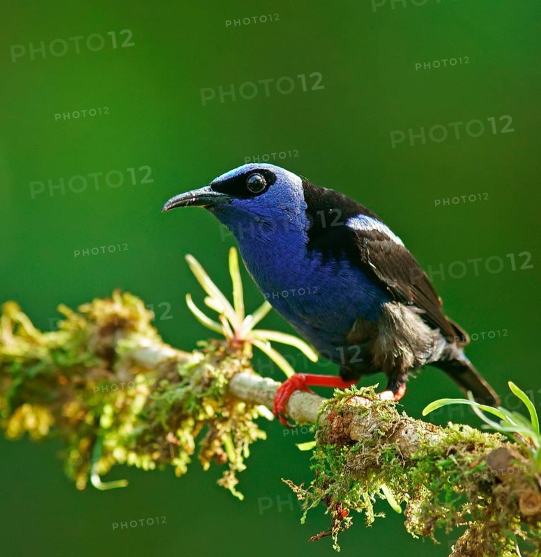 The red-legged honeycreeper (Cyanerpes cyaneus)