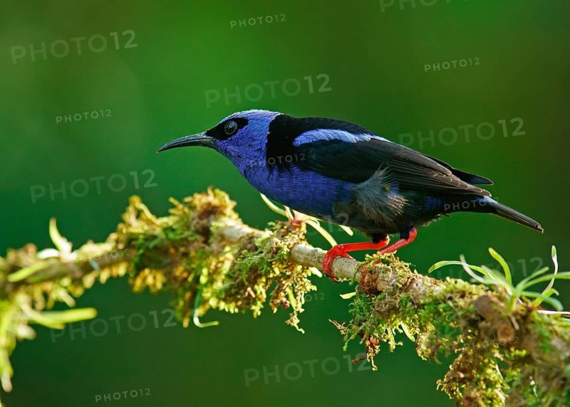 The red-legged honeycreeper (Cyanerpes cyaneus)