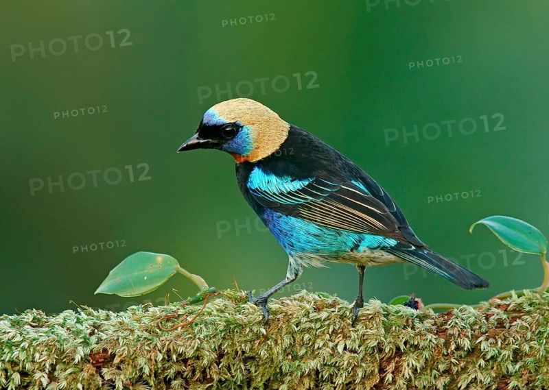 Golden-hooded Tanagers (Tangara larvata) sits on branch