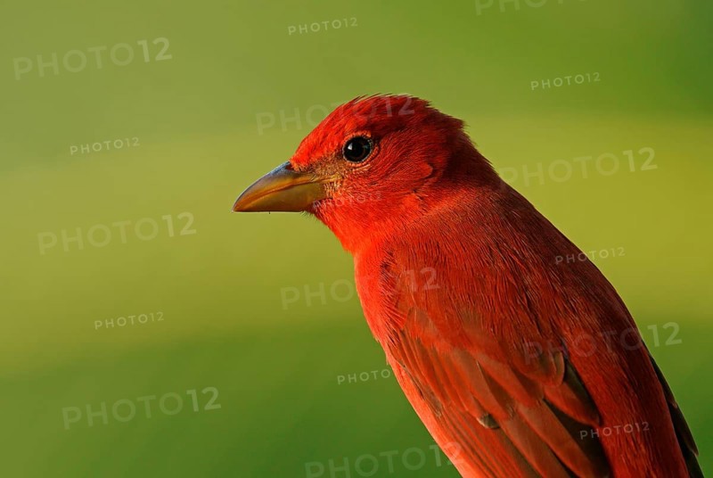Zinnobertangare (Piranga flava) sits on branch