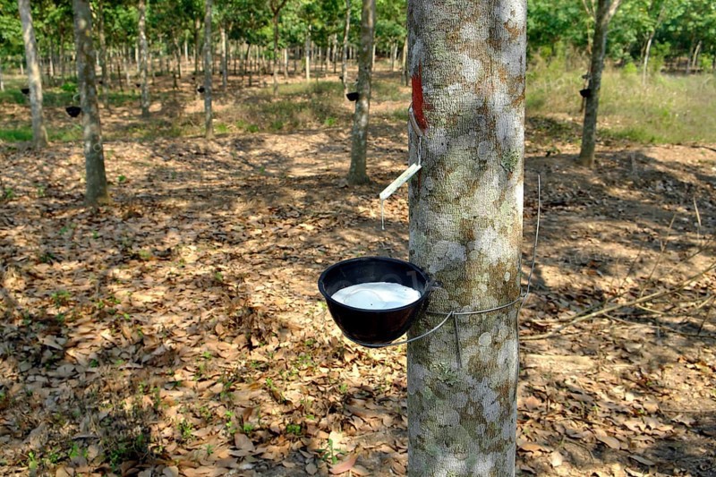 Rubber production