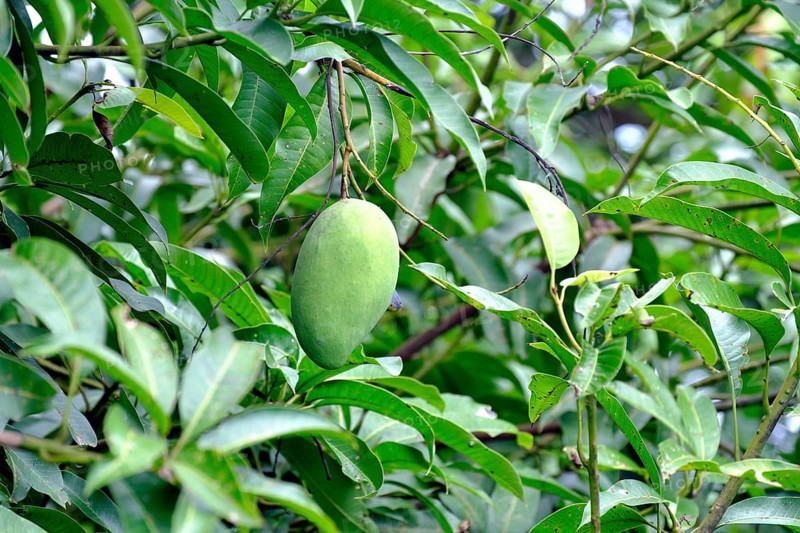 Unripe green Mango (Mangifera indica) hangs on tree