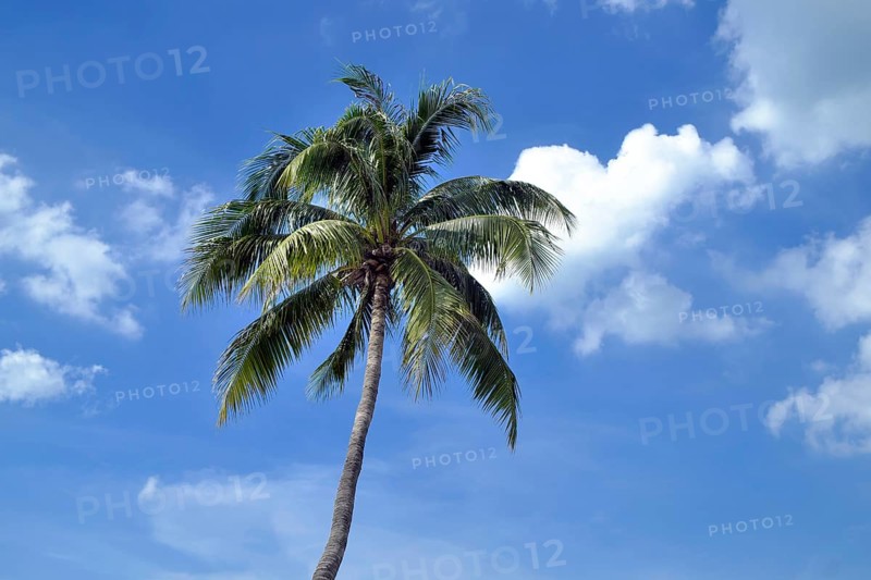 Palm tree in front of blue sky with white clouds