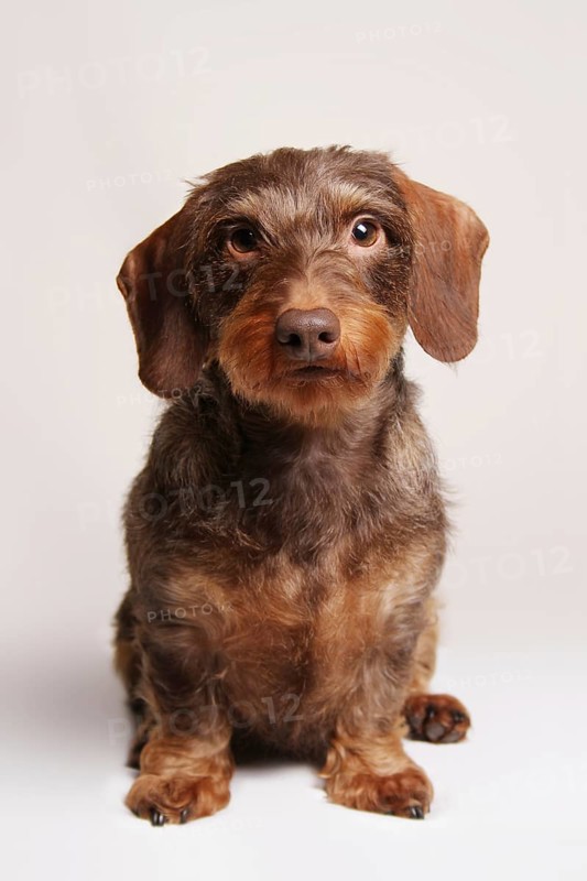 Brown Wirehaired Dachshund sitting
