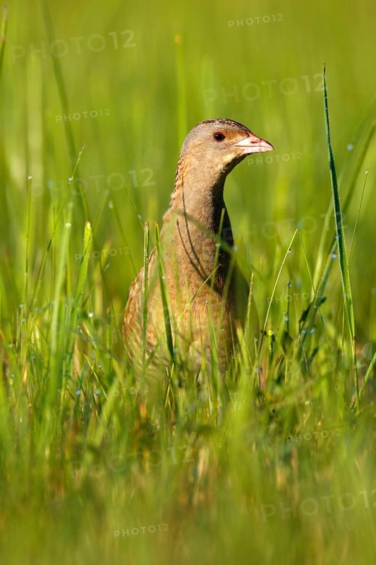 Corncrake (Crex crex) in tall grass
