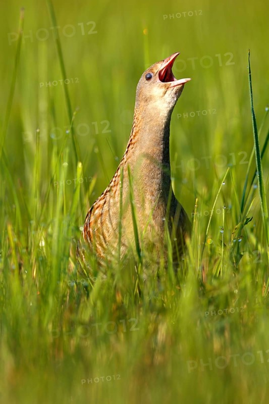 Corncrake (Crex crex)