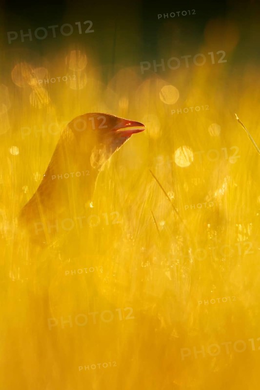 Corncrake (Crex crex) in tall grass