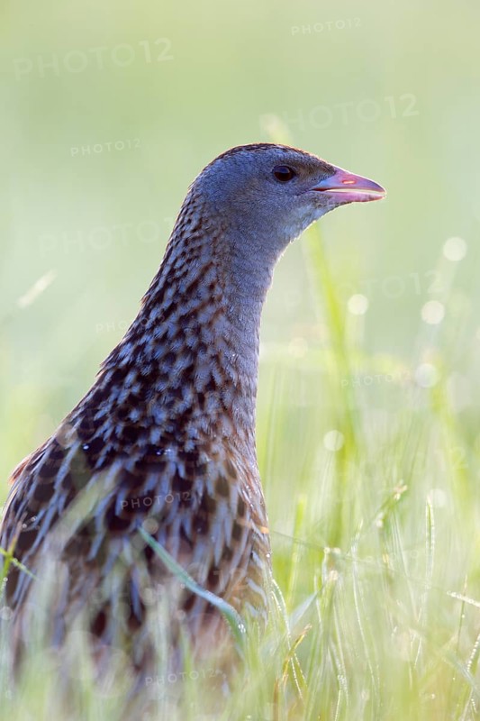 Corncrake (Crex crex) in tall grass