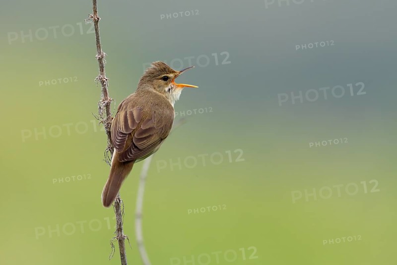 Marsh Warbler (Acrocephalus palustris) calling