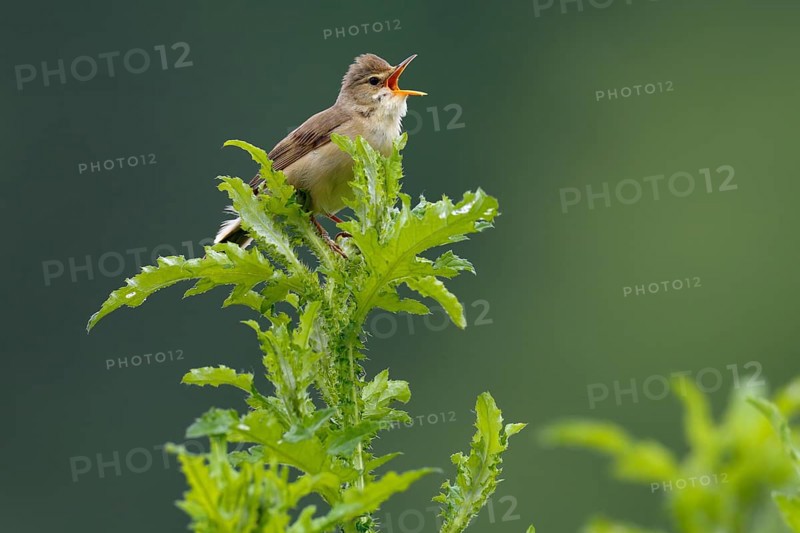 Marsh Warbler (Acrocephalus palustris) calling