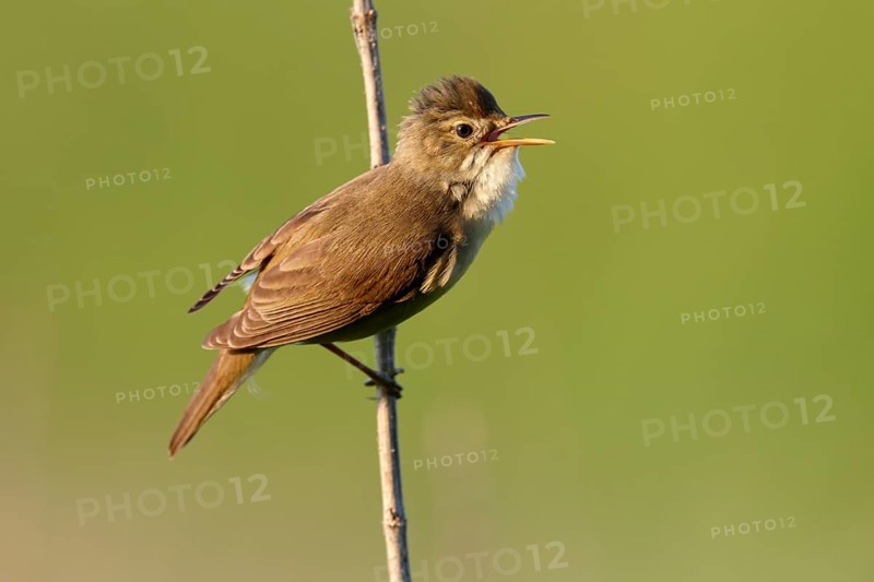 Marsh Warbler (Acrocephalus palustris) calling
