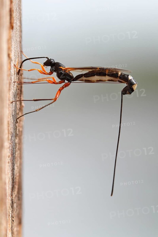 Wood-wasp (Rhyssa persuasoria)