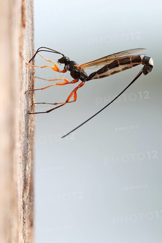 Wood-wasp (Rhyssa persuasoria)