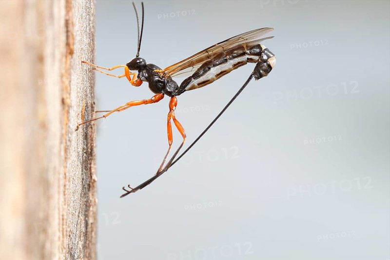 Wood-wasp (Rhyssa persuasoria)