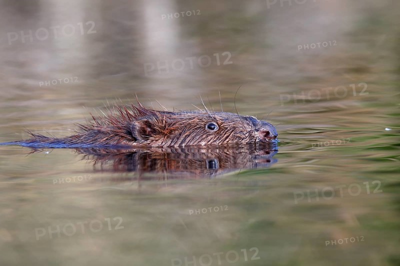 Eurasian beaver (Castor fiber) swimming