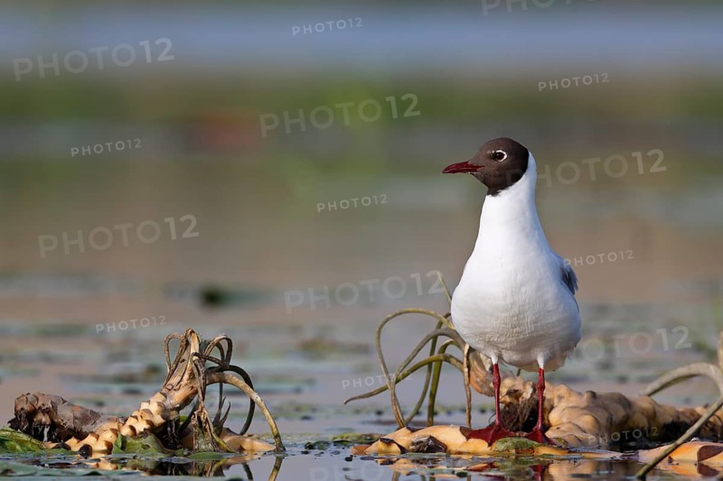 Black-headed Gull (Chroicocephalus ridibundus