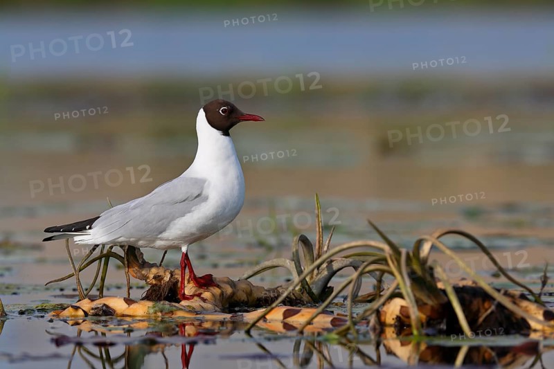 Black-headed Gull (Chroicocephalus ridibundus