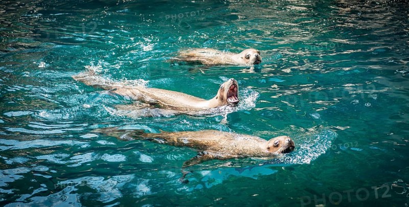 Three Northern fur seals (Callorhinus ursinus) in water