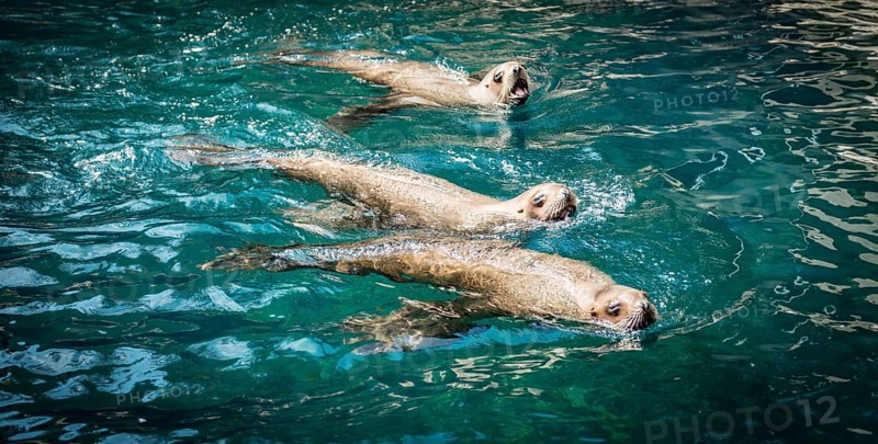 Three Northern fur seals (Callorhinus ursinus) in water