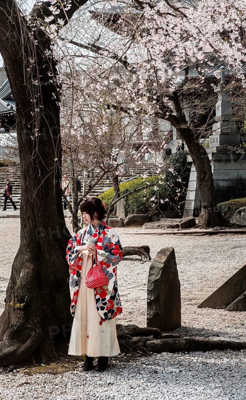 Japanese woman in traditional kimono under blossoming cherry tree