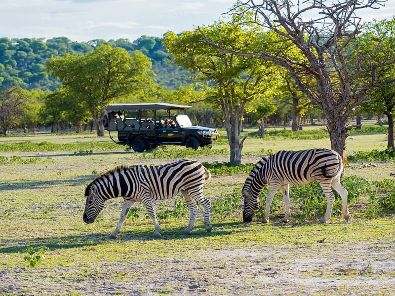 Burchell's Zebras (Equus burchelli) grazing