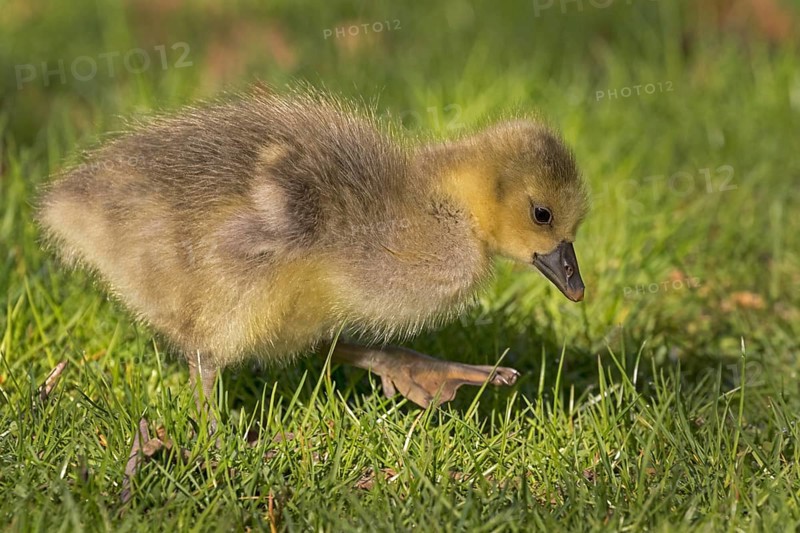 Young Greylag Goose (Anser anser)