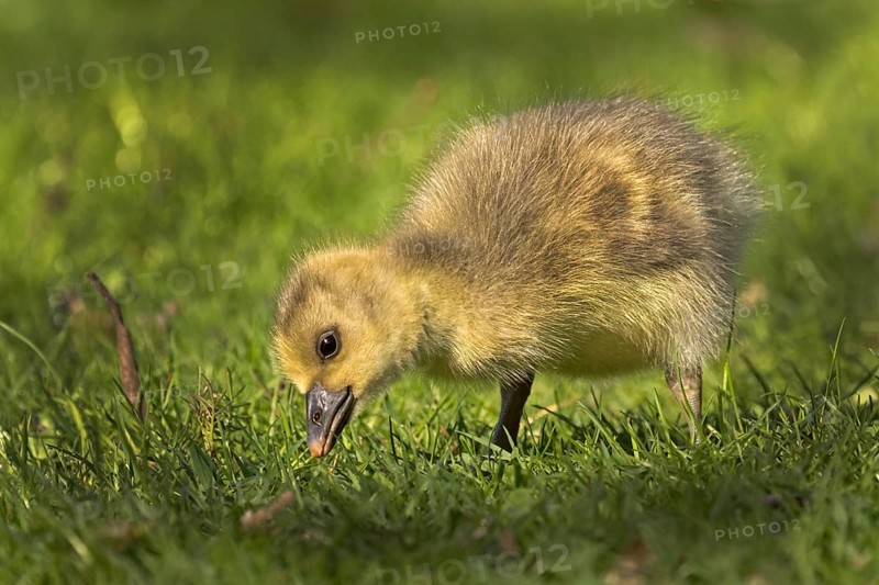 Young Greylag Goose (Anser anser)