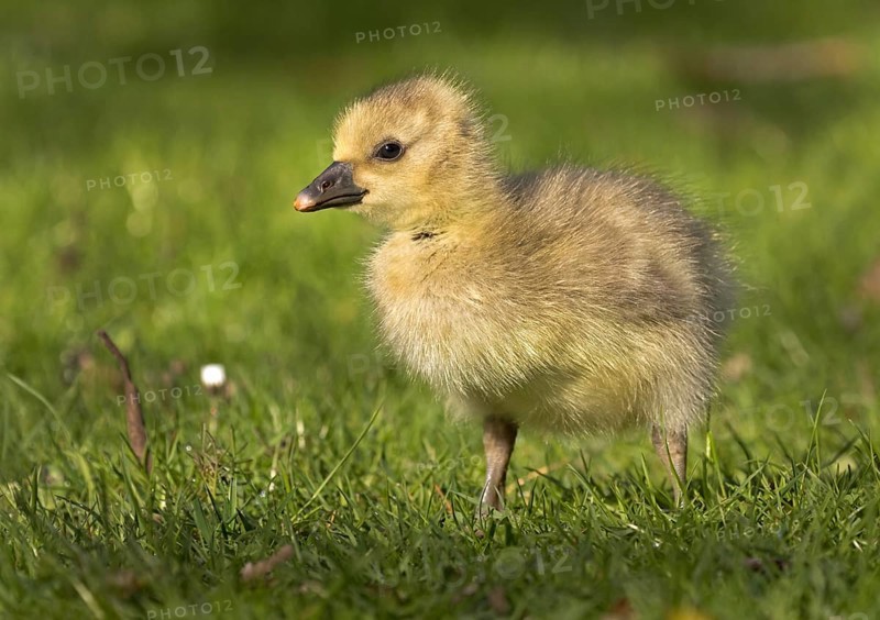 Young Greylag Goose (Anser anser)