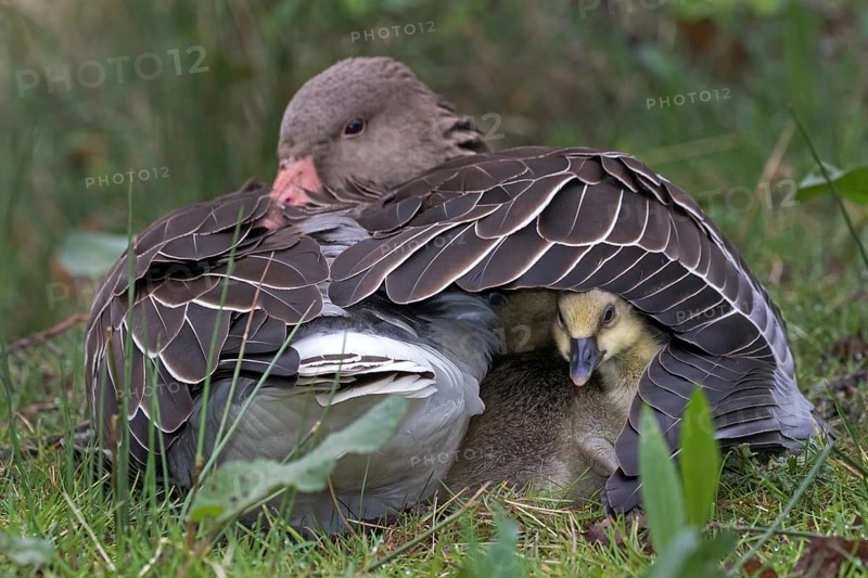 Greylag Goose (Anser anser) with chicks in plumage