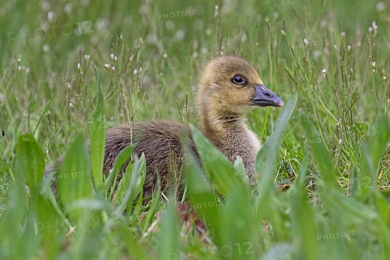 Young Greylag Goose (Anser anser)
