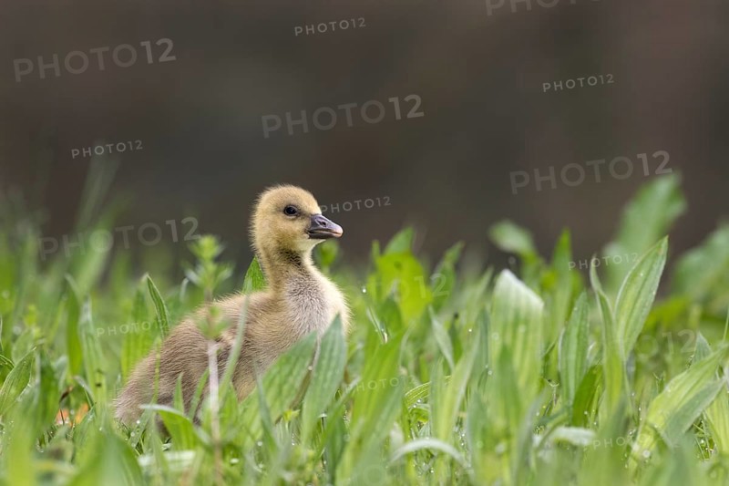 Young Greylag Goose (Anser anser)