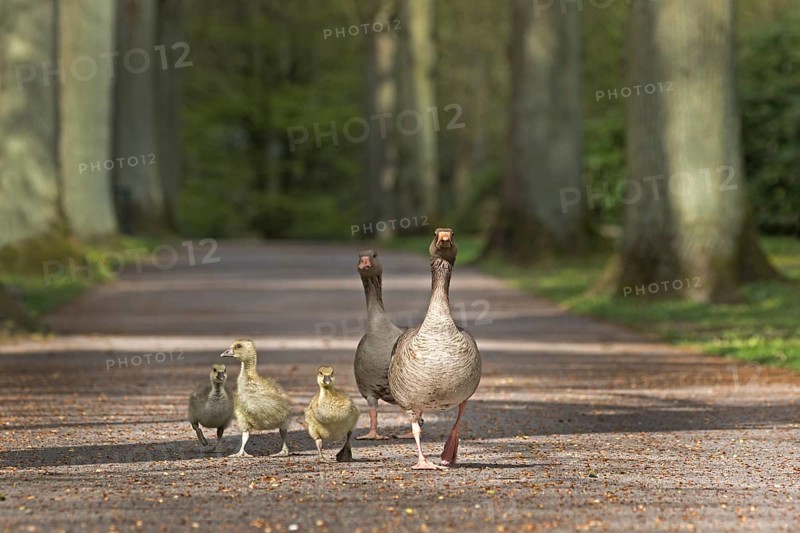 Greylag Geese with young animals (Anser anser) running through a park
