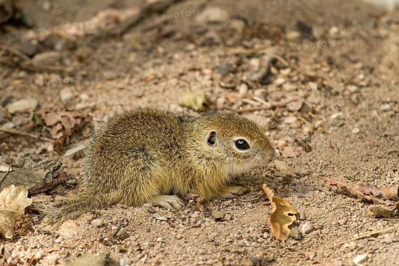 Young European ground squirrel (Spermophilus citellus)