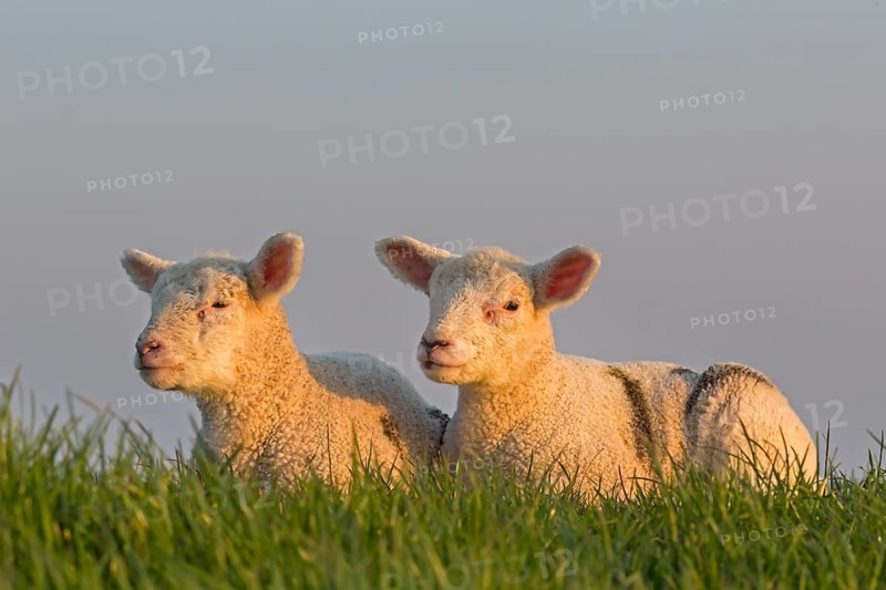 Sheep