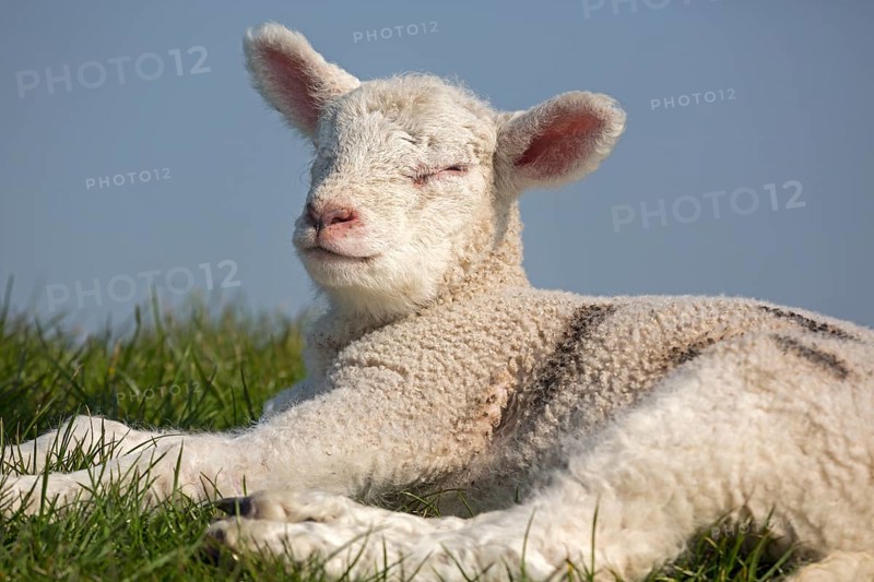 Sheep