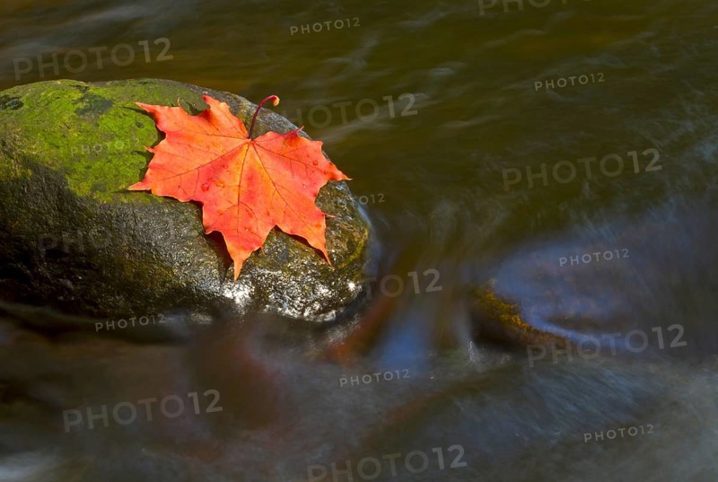 Autumn coloured maple leaf on rock in stream